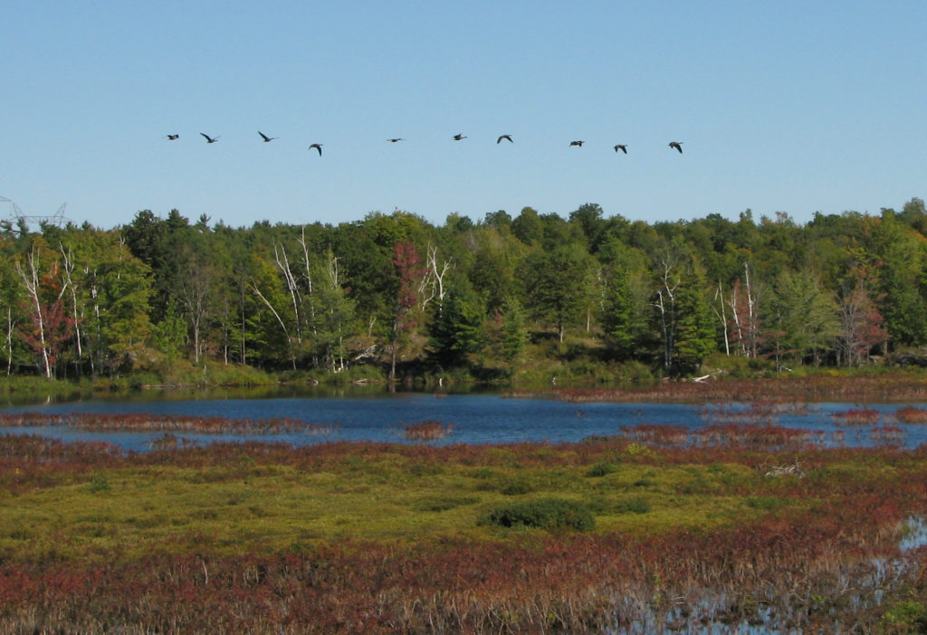 Birds in flight over the RockRidge Outfitters property