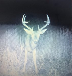 Trophy whitetail deer