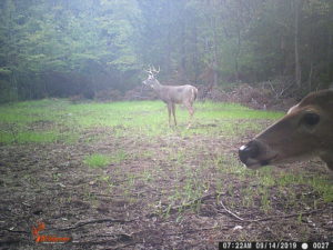 Whitetail deer on trail camera