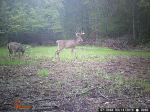 Buck on trail camera