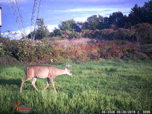 Deer on trail camera at night
