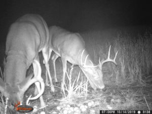 Monster buck on trail camera