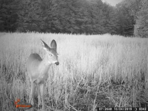 Trophy buck on trail camera