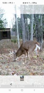 Deer blind on the property